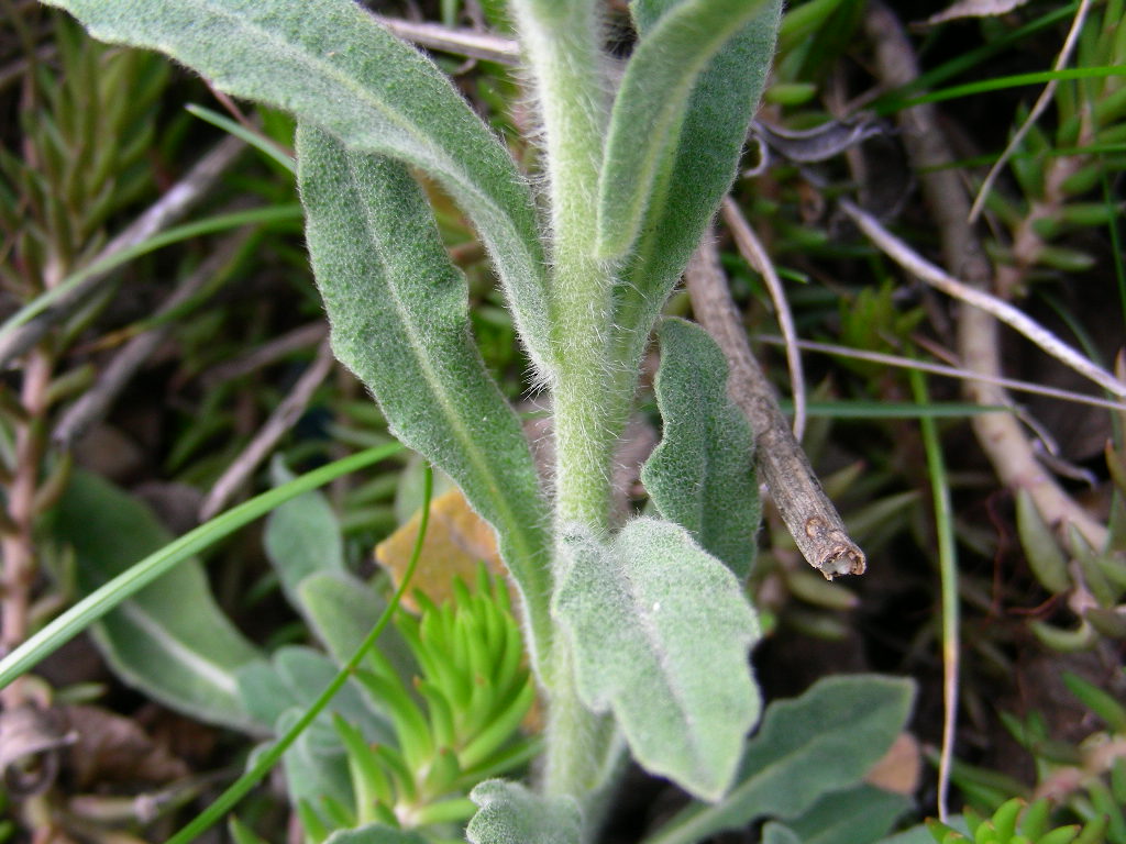 Fibigia clypeata / Fibigia comune
